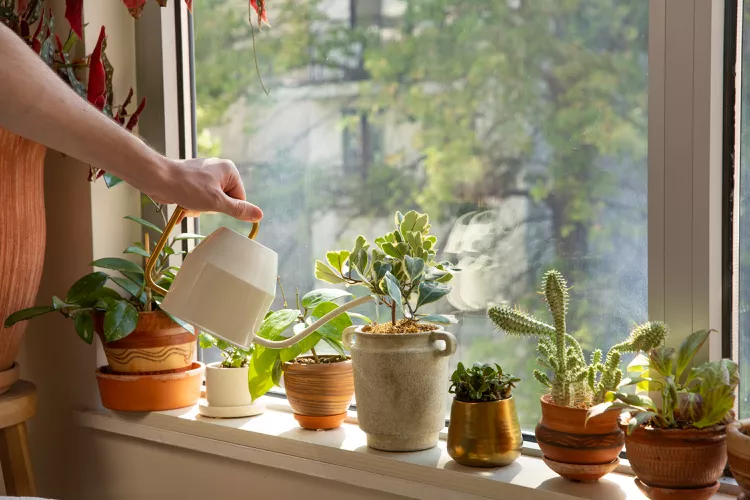 Top 5 Mistakes People Make When Watering Houseplants