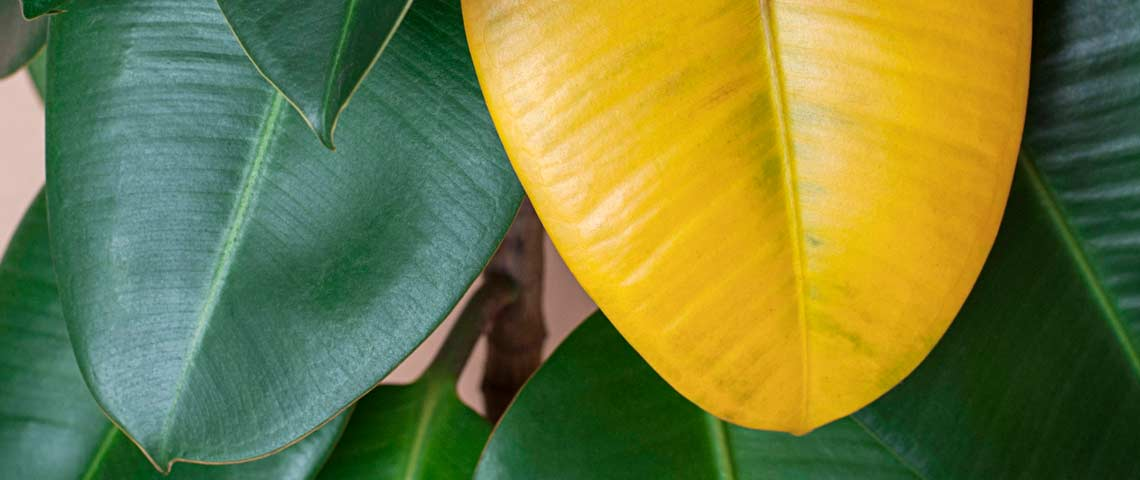 Why Are My Plant’s Leaves Turning Yellow?