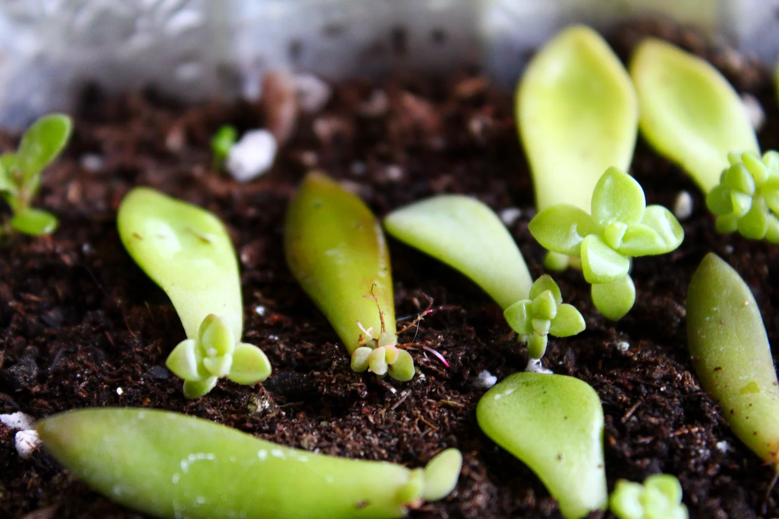 The Ultimate Guide to Propagating Succulents
