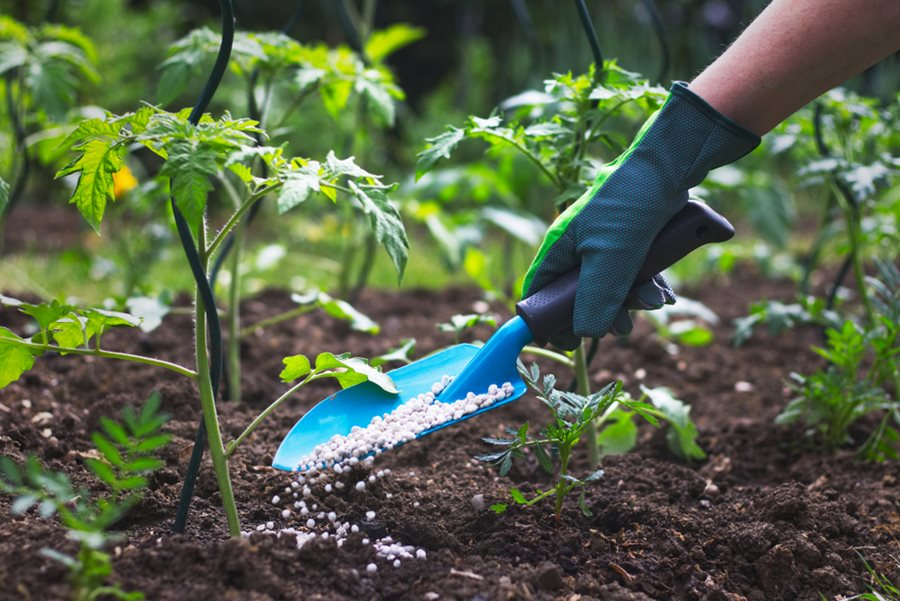 How to Fertilize Your Plants: A Beginner’s Guide