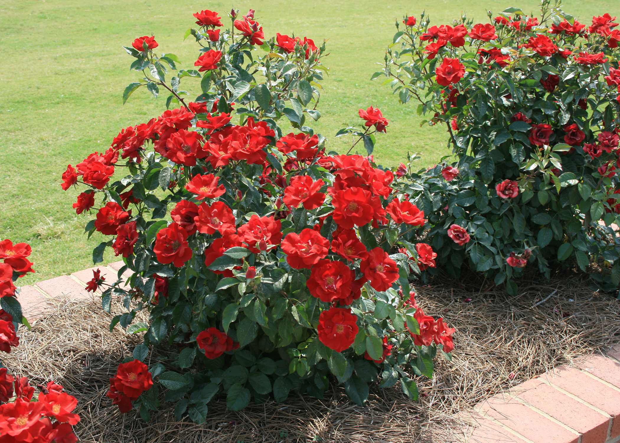 How to Care for Roses: A Step-by-Step Guide